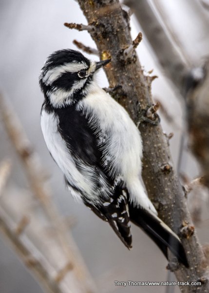 female and male downy woodpecker