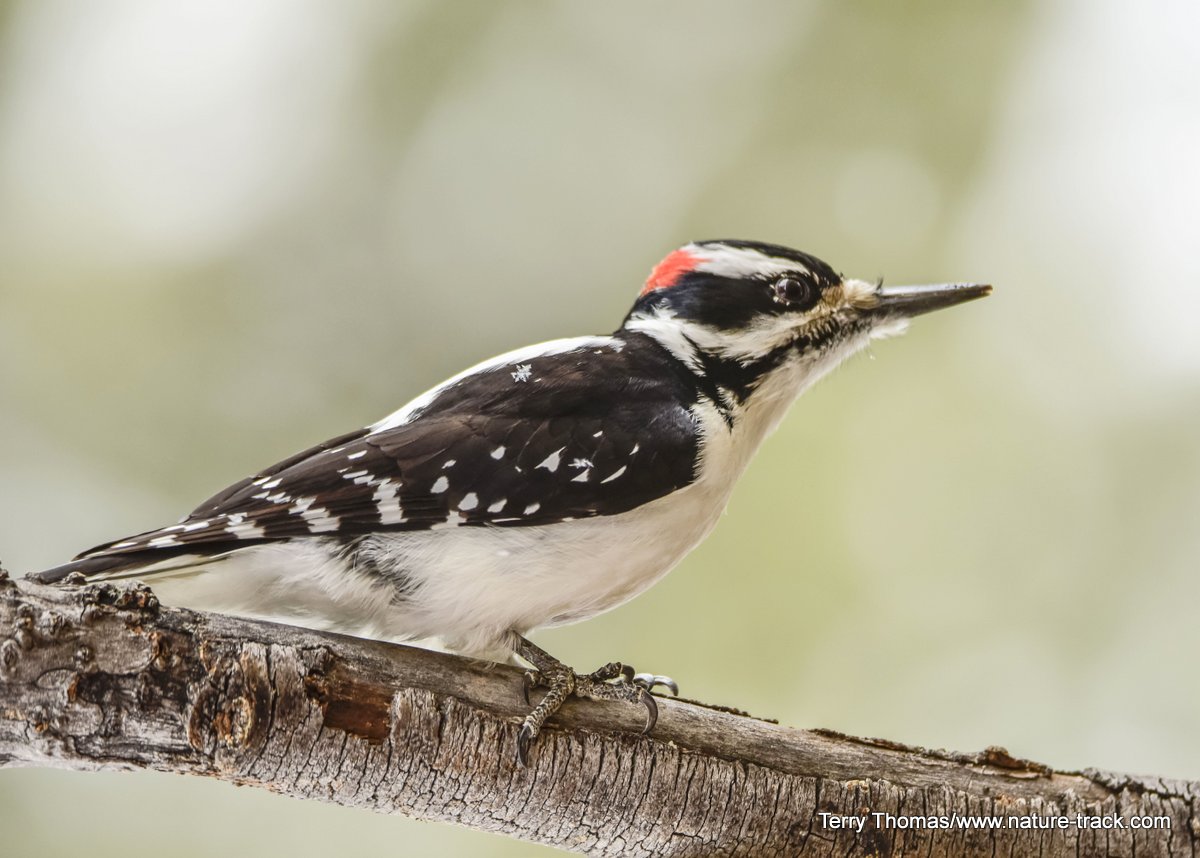 hairy woodpecker