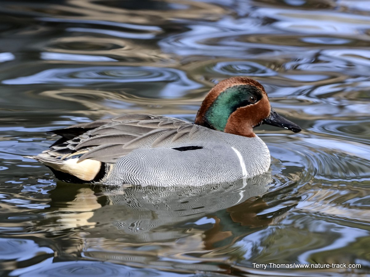 greenwinged teal