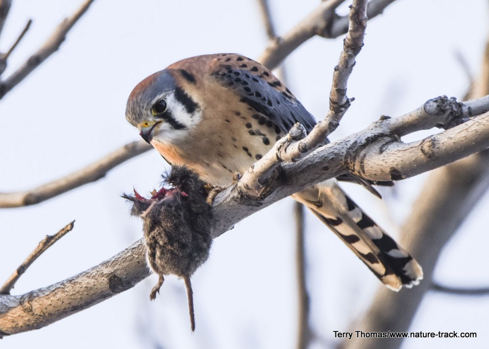 kestrel