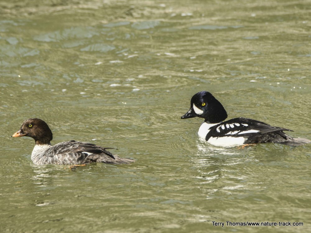 Barrows Goldeneye