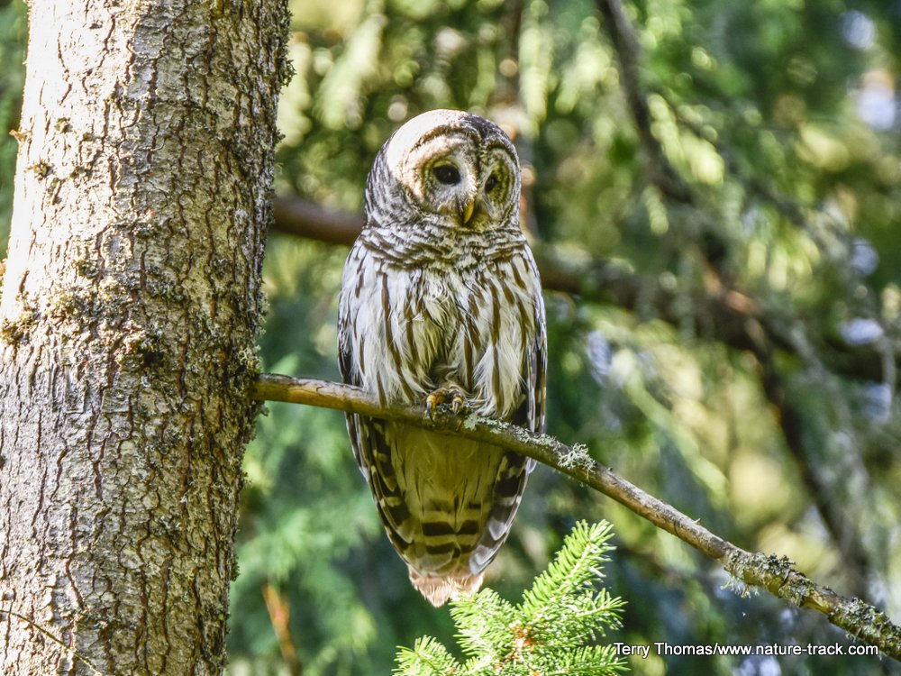 barred owl