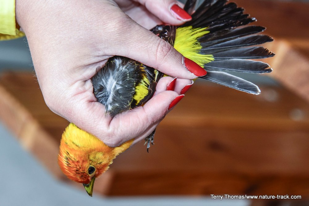 tanager in hand