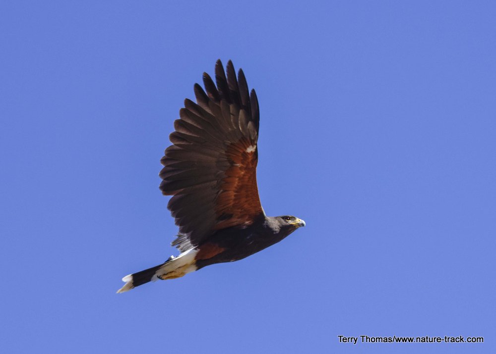 harris hawk