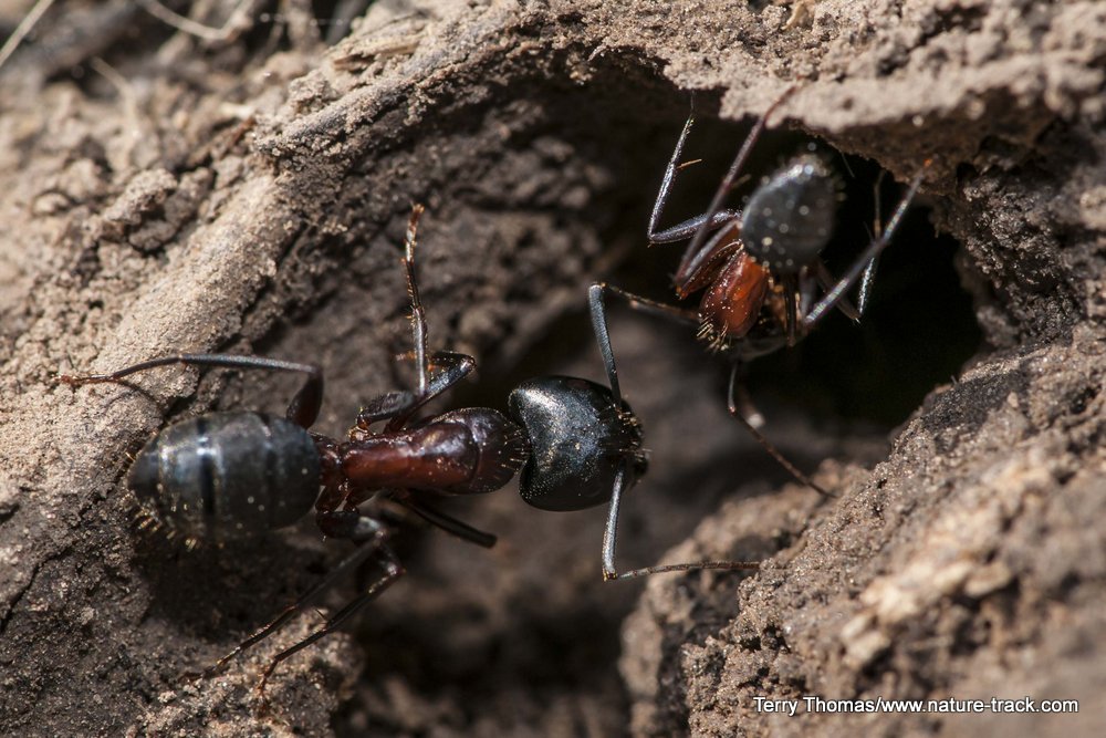 ants close up