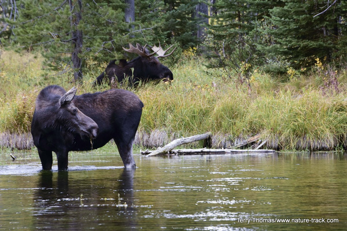 bull and cow moose