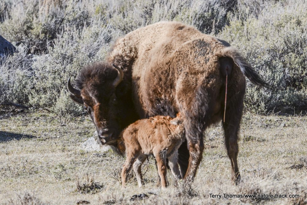 newborn bison calf nursing