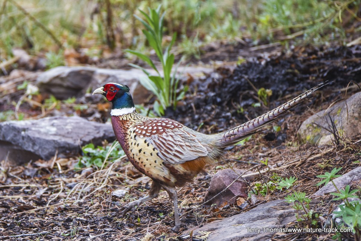 rooster pheasant
