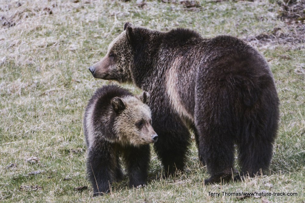 grizzly sow and cub