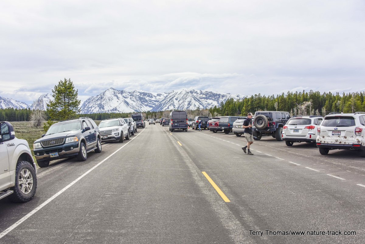 yellowstone road