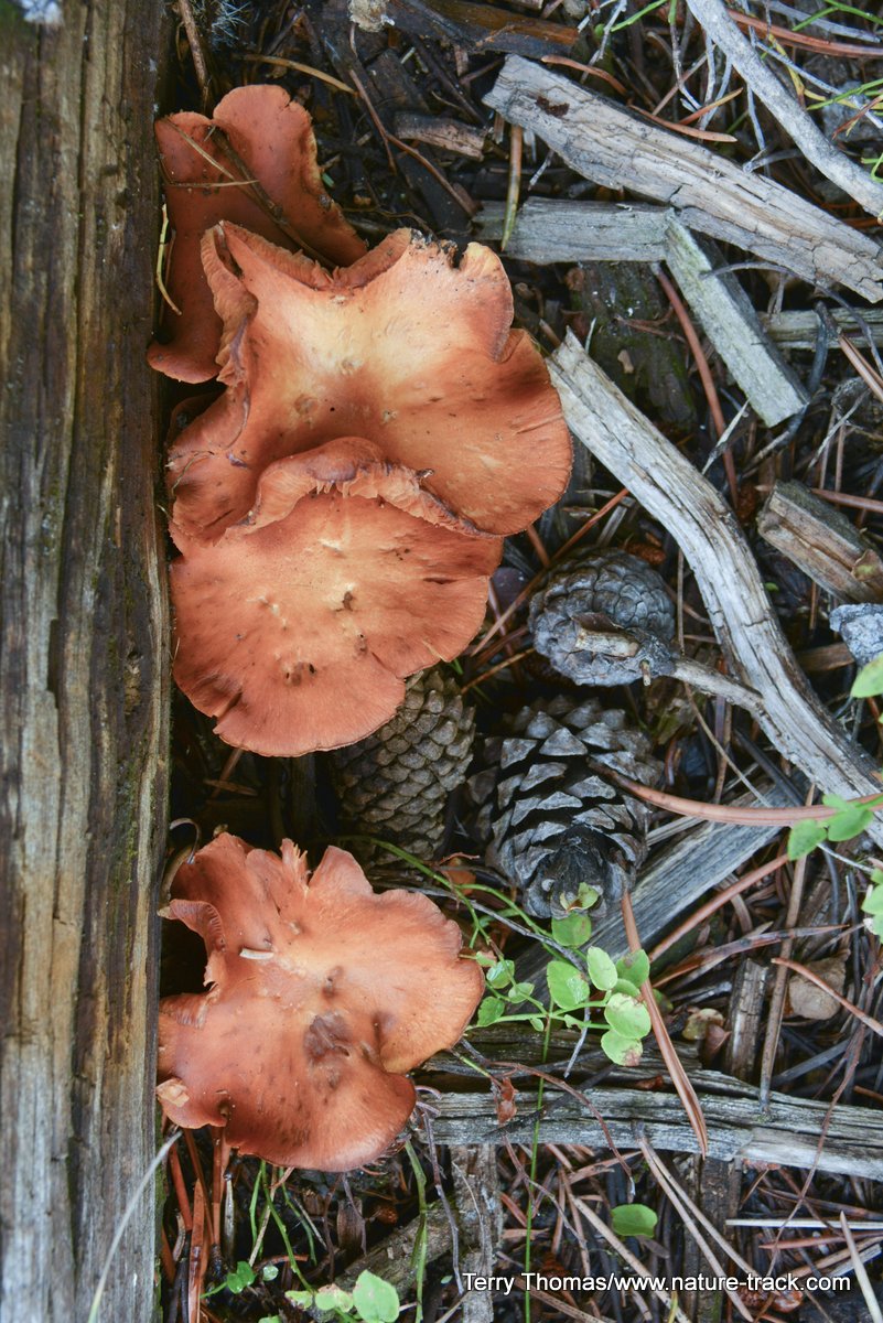 chicken of woods