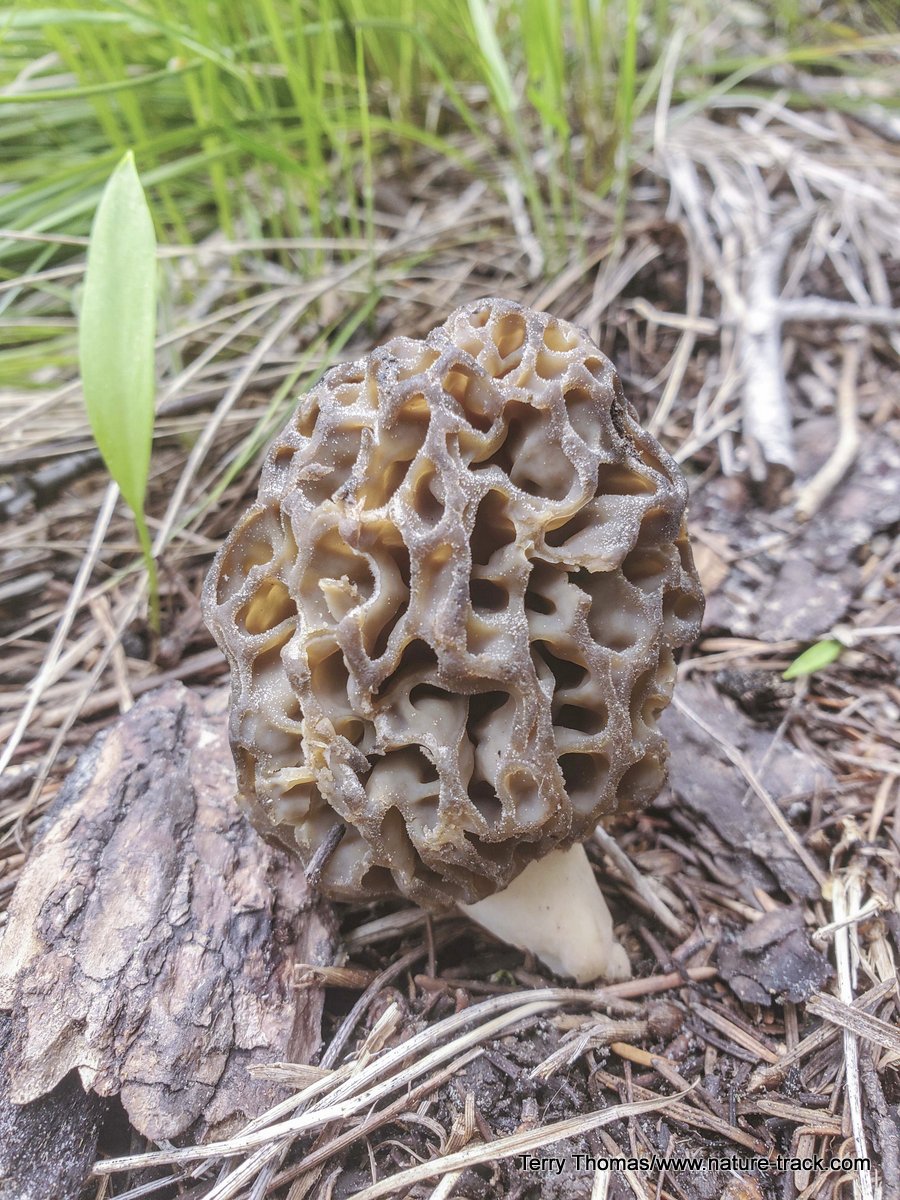 morel