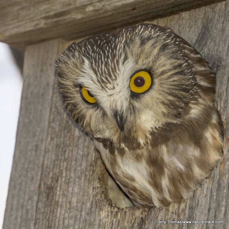 sawhet owl