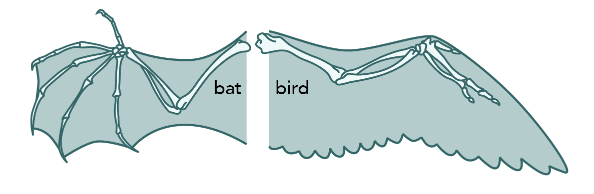 bat-bird wing comparison