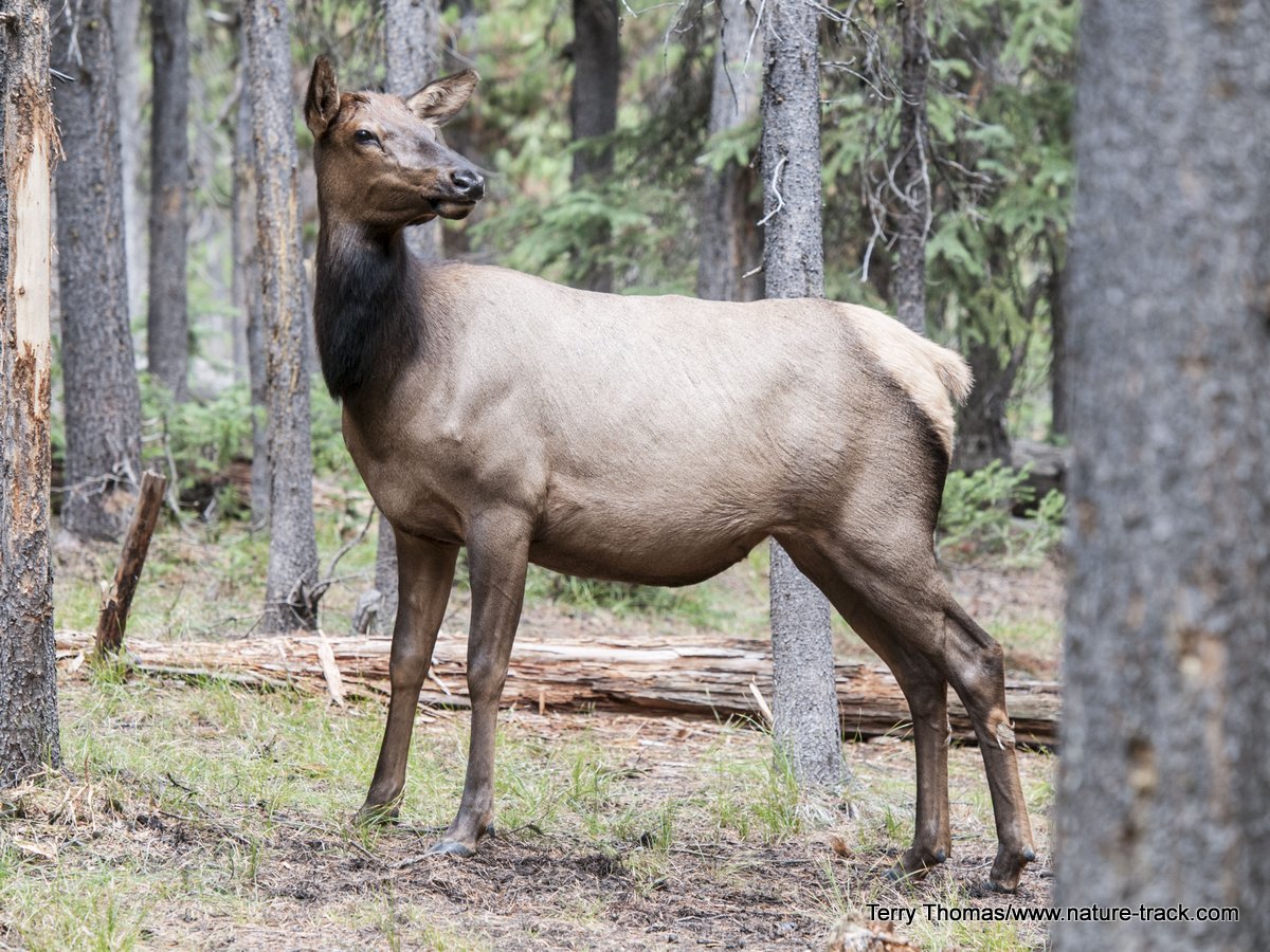 cow elk