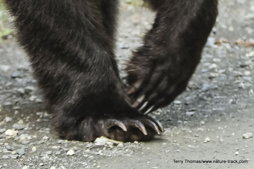 grizzly claws