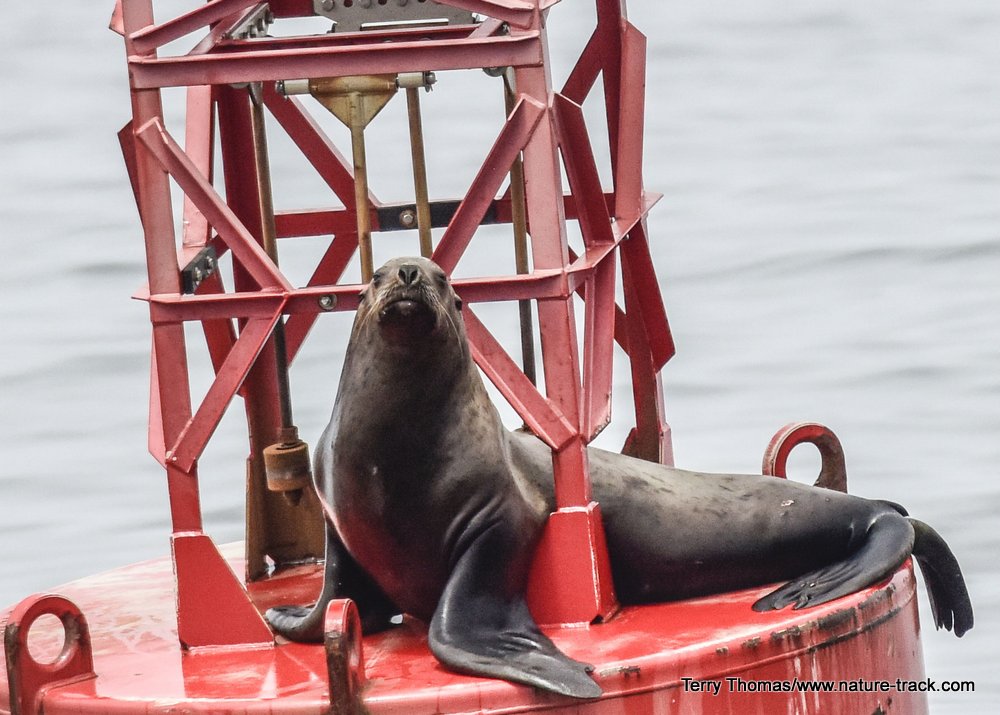 sea lion on buoy