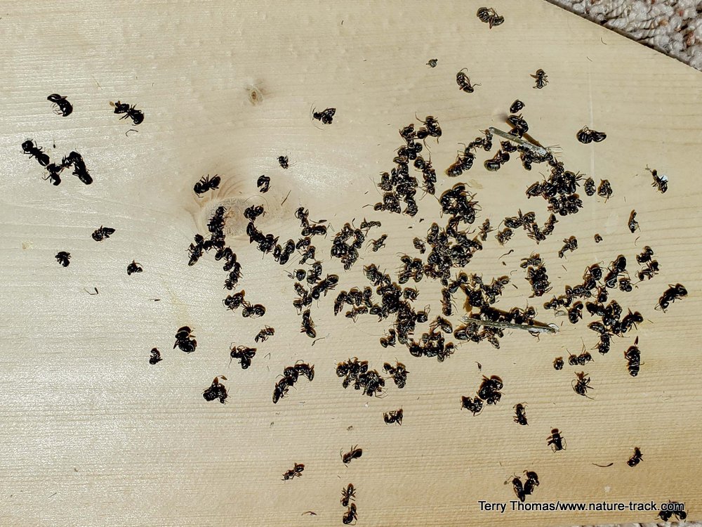 dead ants