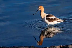 avocet