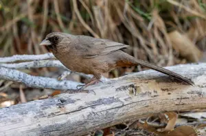 aberts towhee