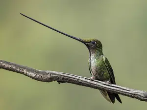 swordbill
