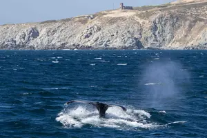 whale tail