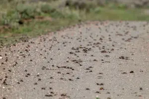 Mormon crickets on road