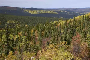 boreal forest