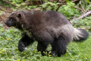 wolverine