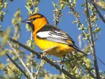Bullocks oriole