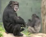 chimpanzee