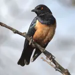 hildenbrants starling