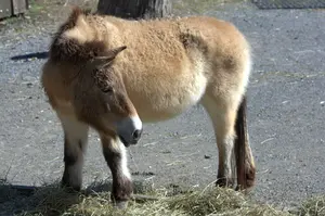 Przwalskis Horse