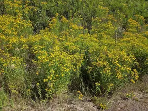 st johnswort