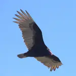 vulture soaring