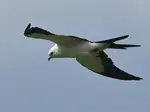 white tailed kite