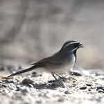blackthroated sparrow