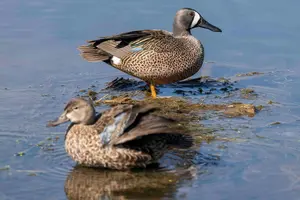 bluewinged teal