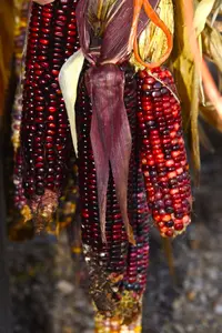 corn