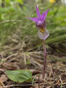 fairy slipper