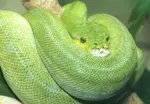 green tree python