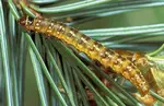 spruce budworm