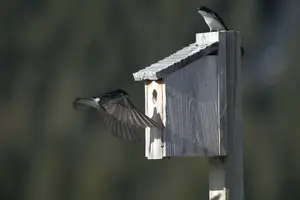 tree swallows