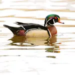 wood duck drake