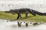 alligator walking
