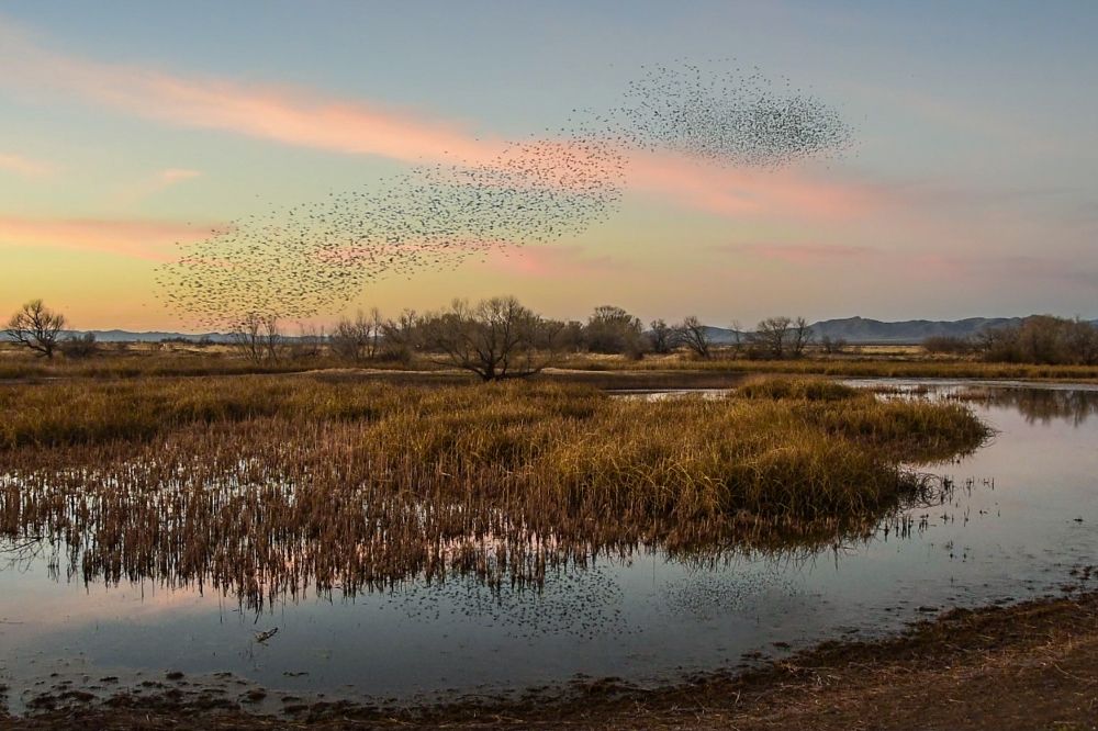 blackbird swarm