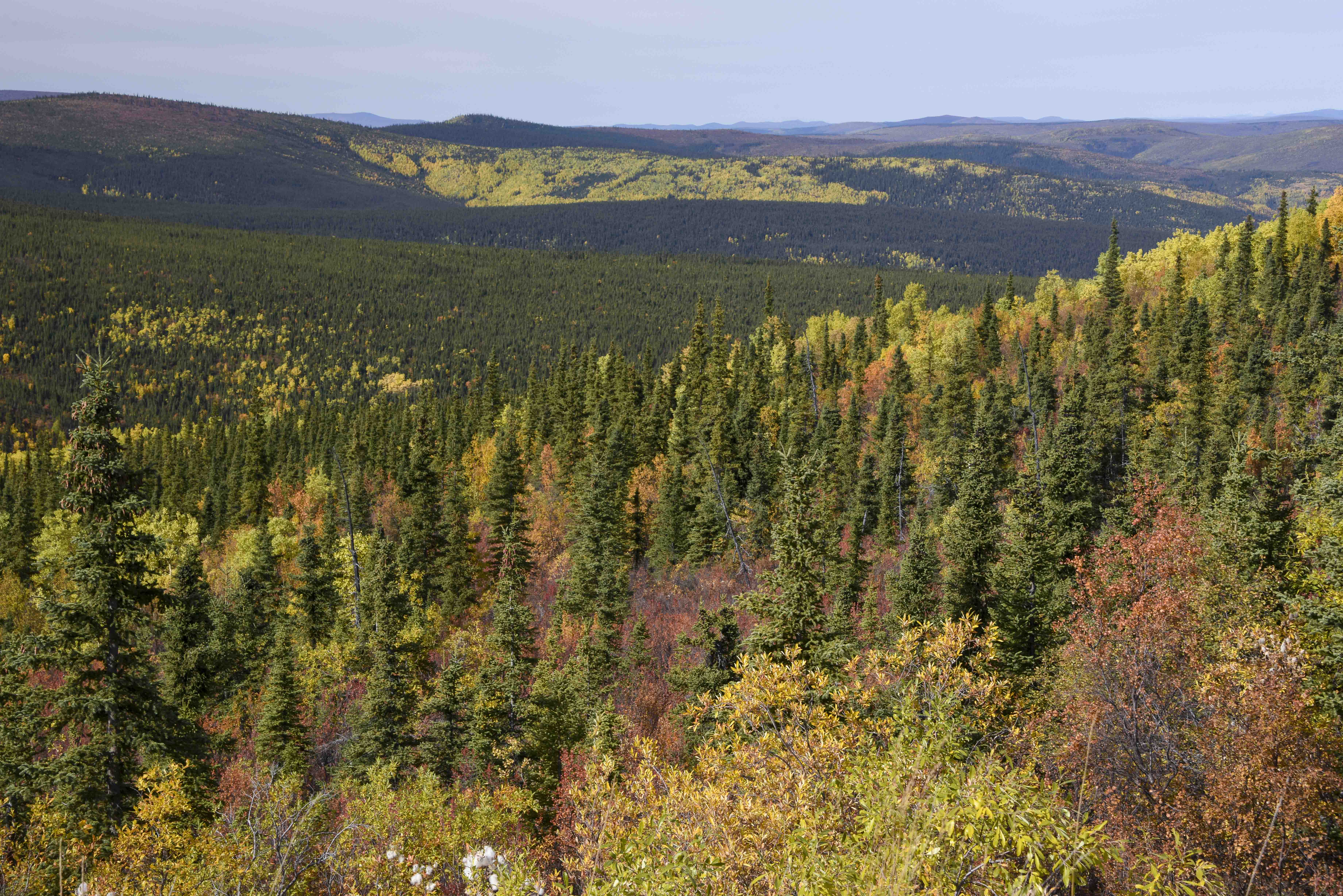 boreal forest boreal forest
