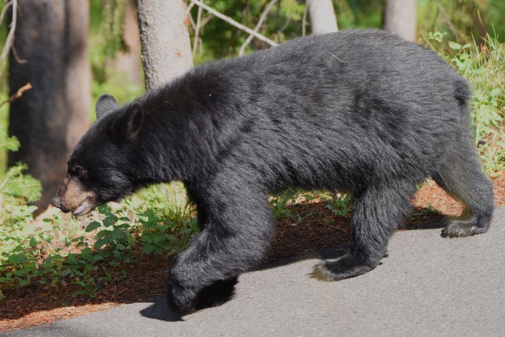 black bear