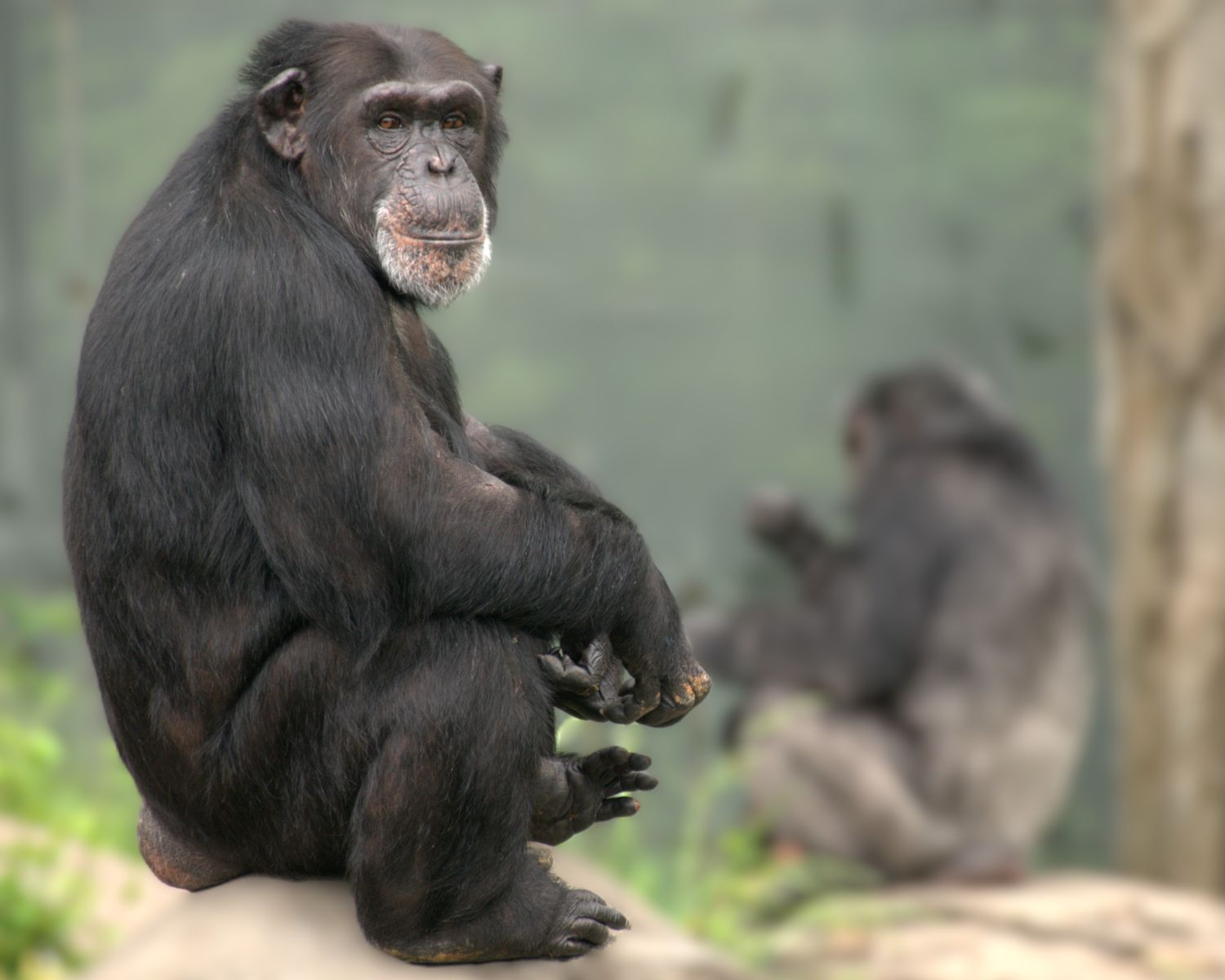 chimpanzee