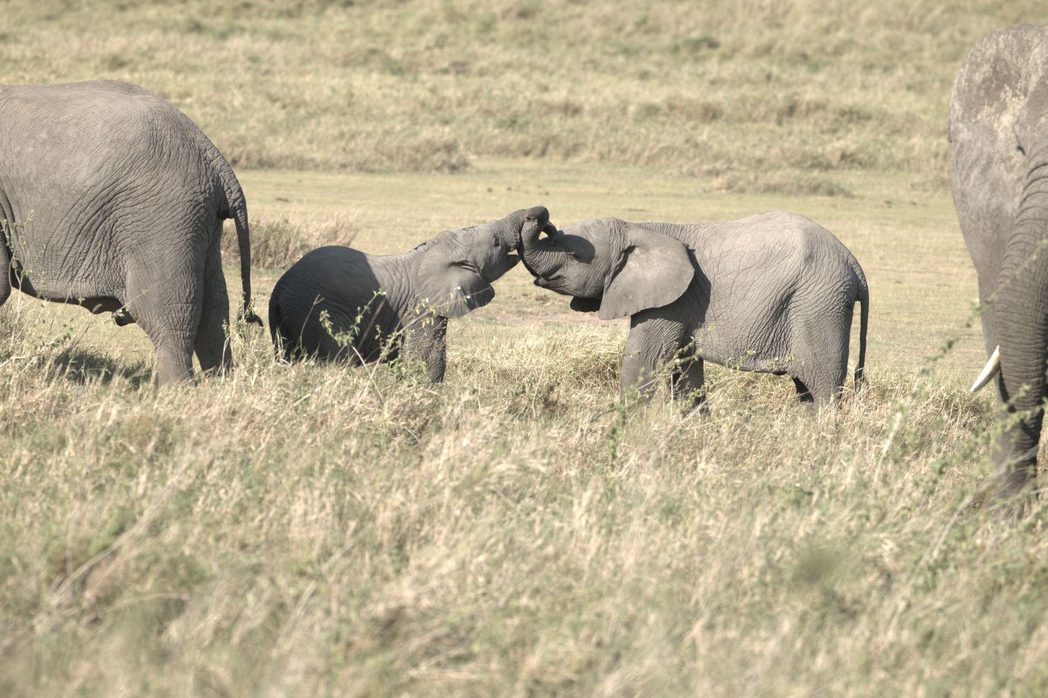 elephants
